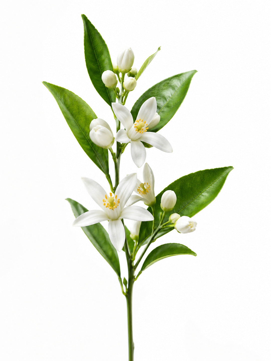 Parfum Un Fleur